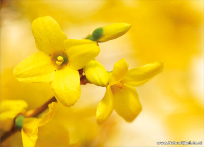 Ansichtkaart forsythia