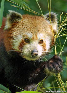 ansichtkaart panda