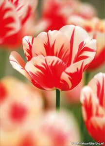 ansichtkaart rode tulp