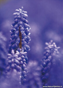 ansichtkaart blauwe druifjes