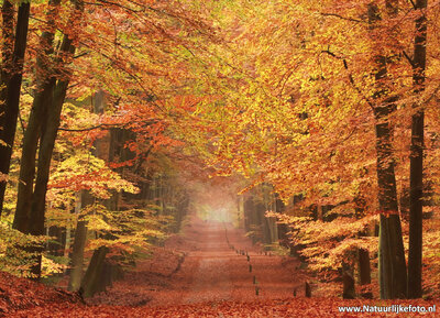 ansichtkaart herfstlaantje