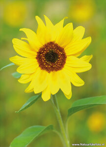 ansichtkaart zonnebloem