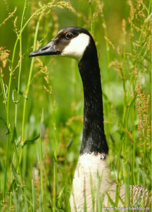 ansichtkaart Canadese gans
