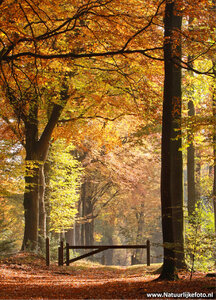 ansichtkaart herfstlaantje