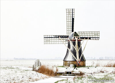 ansichtkaart molen de Gans in Ezumazijl