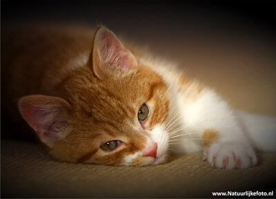 ansichtkaart poes