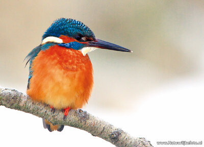 ansichtkaart ijsvogel
