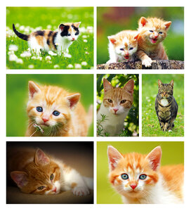 Katten kaarten set