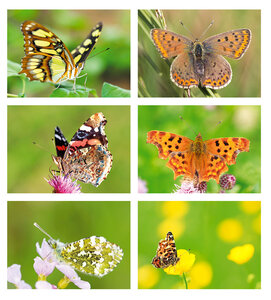 Vlinder kaarten set