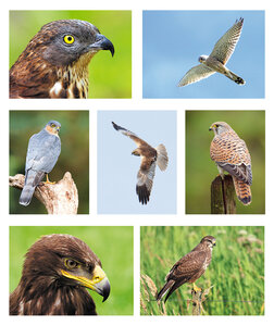 Roofvogel kaarten set