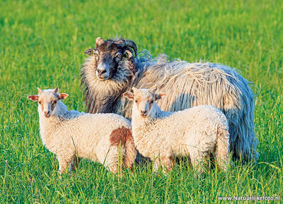 schaap met lammetjes kaart