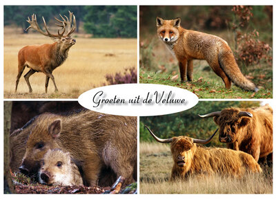 Ansichtkaart dieren op de Veluwe
