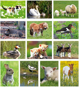 Postkarten Set Tiere