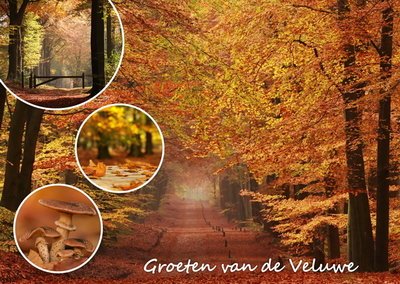 Herfstkaarten, Ansichtkaart herfst op de Veluwe, Herbst Veluwe Postkarte, Autumn Veluwe postcard