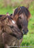 paarden kaarten