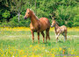 paarden kaarten