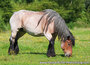 paarden kaarten