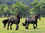 paarden kaarten