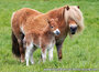 paarden kaarten