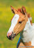 paarden kaarten