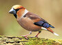 ansichtkaarten vogels - appelvink