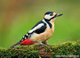 ansichtkaarten vogels - grote bonte specht