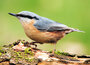 ansichtkaarten vogels - boomklever