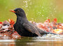 ansichtkaarten vogels - merel