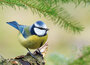 ansichtkaarten vogels