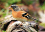 ansichtkaarten vogels