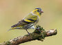 ansichtkaarten vogels