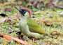 ansichtkaarten vogels