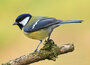 ansichtkaarten vogels