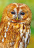 ansichtkaarten vogels