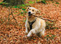 Honden ansichtkaarten - Golden retreiver