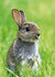 dieren kaarten