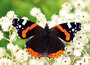ansichtkaarten dieren - vlinder