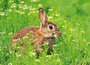 dieren kaarten
