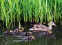 dieren kaarten