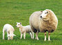 dieren kaarten