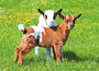 dieren kaarten