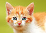 dieren kaarten