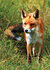 dieren kaarten