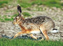 dieren kaarten