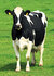 dieren kaarten