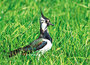 dieren kaarten