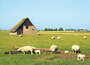 Texel ansichtkaarten