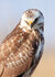 ansichtkaarten roofvogels