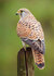 ansichtkaarten roofvogels