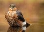 ansichtkaarten roofvogels
